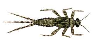 ephemerella ignita- blue winged olive nymph