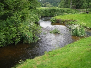 sea trout lie in River Bovey