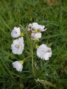 cuckooflower-lady's smock