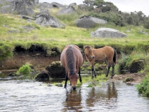 Dartmoor ponies