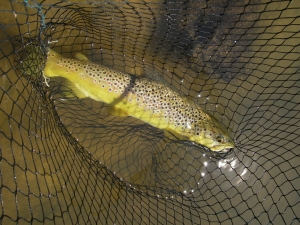 Drakelands trout