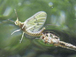 hatching mayfly
