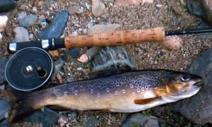 moor trout