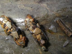 caddis fly cases