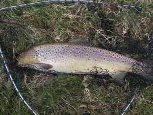sea trout