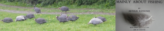 guinea fowl