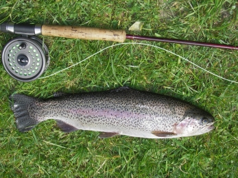 Hatchlands rainbow trout