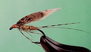 march brown winged wet fly