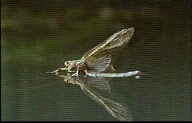 mayfly