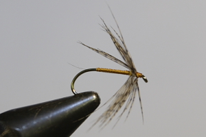 partridge and orange