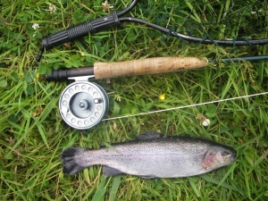 stillwater rainbow trout