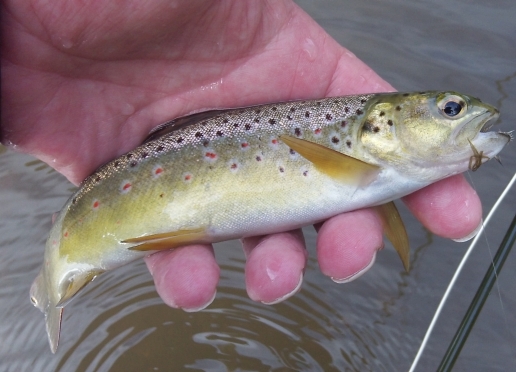 small trout