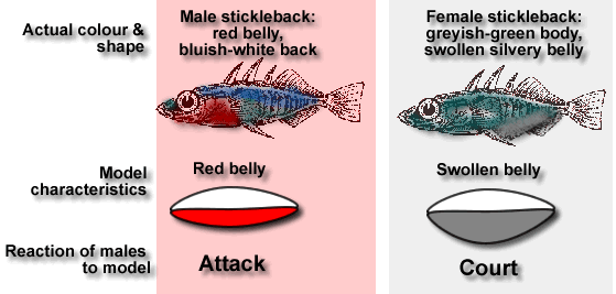 stickleback courtship and aggression