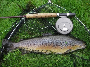 stillwater brown trout