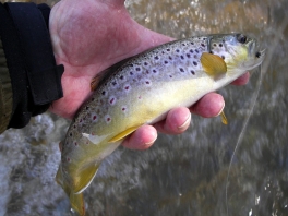 wild brown trout