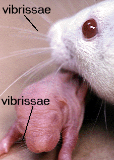location of vibrissae
