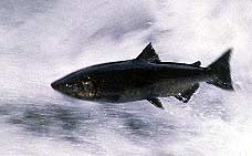 chinooksalmon228x141.jpg (8965 bytes)
