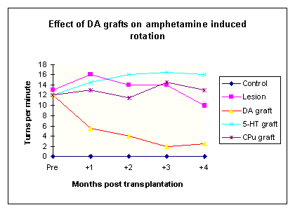 the effects of dopamine-rich grafts on amphetamine-induced rotation