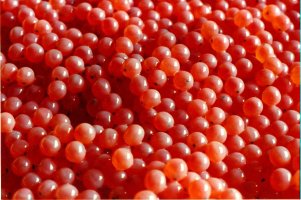 salmon-eggs.jpg (23271 bytes)