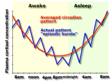 Circadian release of cortisol and ACTH