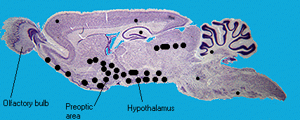 hormone receptor sites