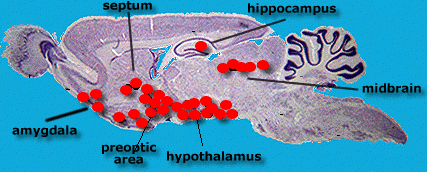 hormone receptor sites