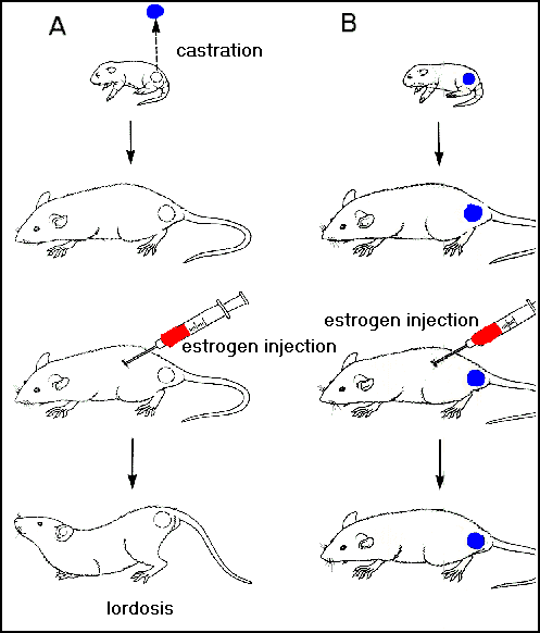 Hormones The Origin Of Sexual Behaviour