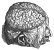 surface of brain drawn by Vesalius 