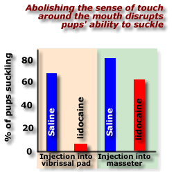 anapsis and suckling