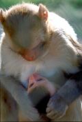 eye2eye-contact-monkey2.jpg (4323 bytes)