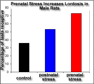 prenatal stress increases male lordosis