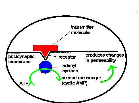  Dopamine and adenyl cyclase