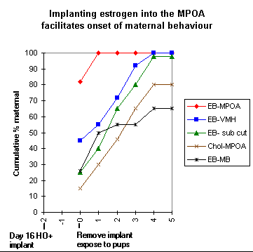 estrogen implants in MPOA