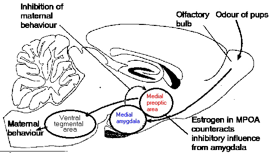 location of components