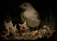 bird_feeding_chicks.jpg (20039 bytes)