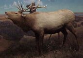 mu_elk.jpg (4251 bytes)